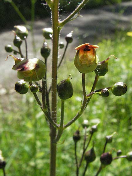 Scrophularia nodosa \ Knotige Braunwurz, D Ketsch 6.6.2006