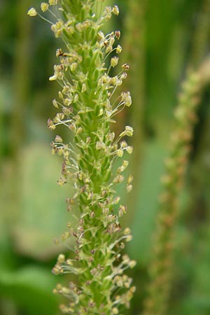 Plantago major \ Breit-Wegerich, Groer Wegerich / Greater Plantain, D Kehl 28.7.2012