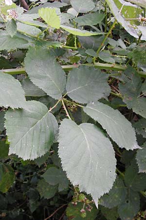 Rubus armeniacus / Armenian Blackberry, Himalayan Blackberry, D Frankfurt-Fechenheim 14.7.2012