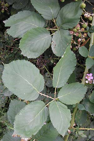Rubus armeniacus \ Garten-Brombeere, Armenische Brombeere / Armenian Blackberry, Himalayan Blackberry, D Frankfurt-Fechenheim 14.7.2012