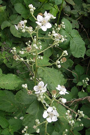 Rubus armeniacus \ Garten-Brombeere, Armenische Brombeere, D Mainz 31.5.2012
