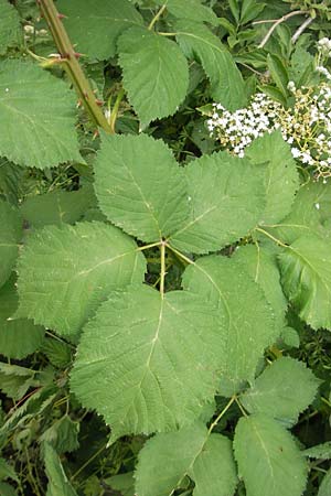 Rubus armeniacus \ Garten-Brombeere, Armenische Brombeere / Armenian Blackberry, Himalayan Blackberry, D Mainz 31.5.2012