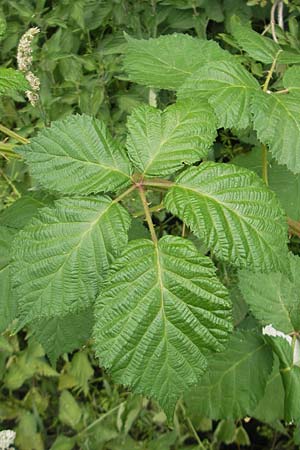 Rubus armeniacus \ Garten-Brombeere, Armenische Brombeere / Armenian Blackberry, Himalayan Blackberry, D Mainz 31.5.2012