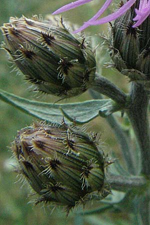 Centaurea stoebe \ Rispen-Flockenblume / Panicled Knapweed, D Mannheim 6.7.2006