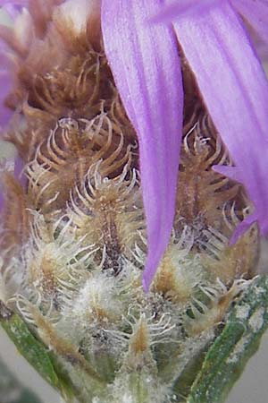 Centaurea stoebe \ Rispen-Flockenblume, D Ludwigshafen 12.7.2010