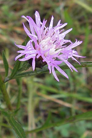 Centaurea x gerstlaueri \ Gerstlauers Flockenblume, D Gladenbach 7.9.2013