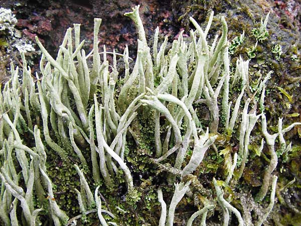 Cladonia pyxidata \ Echte Becher-Flechte, D Odenwald, Brandau 30.7.2014