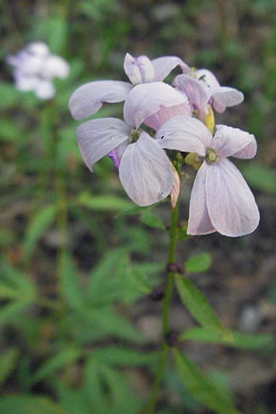 Cardamine bulbifera \ Knllchen-Zahnwurz, Zwiebel-Zahnwurz / Coral-Root Bitter-Cress, D Odenwald, Nieder-Ramstadt 9.5.2006