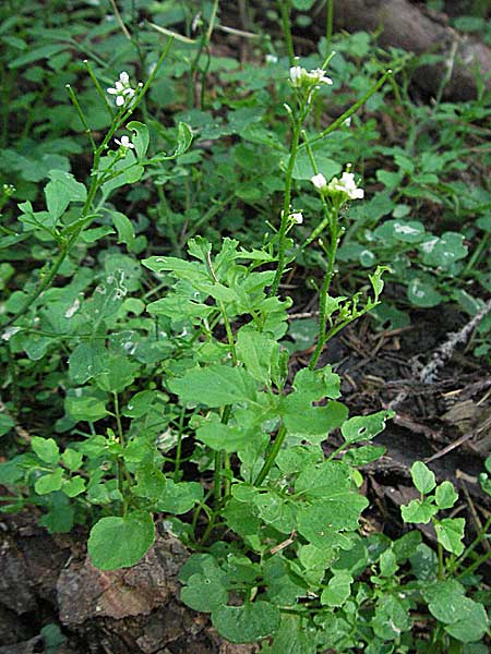 Cardamine hirsuta \ Vielstngeliges Schaumkraut, Behaartes Schaumkraut, D Heidelberg 30.7.2006