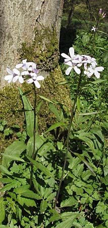 Cardamine bulbifera \ Knllchen-Zahnwurz, Zwiebel-Zahnwurz / Coral-Root Bitter-Cress, D Hambrücken 9.4.2007