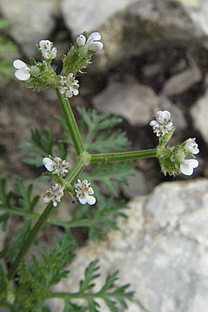 Caucalis platycarpos, Möhren-Haftdolde