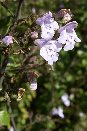 Clinopodium einseleanum \ sterreicher Bergminze / Einsele's Calamint, D Weinheim an der Bergstraße 30.9.2007