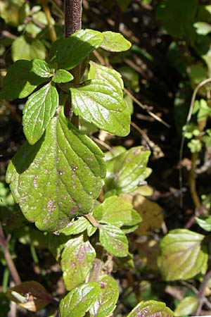 Clinopodium einseleanum \ sterreicher Bergminze / Einsele's Calamint, D Weinheim an der Bergstraße 30.9.2007