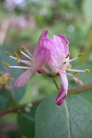 Lonicera tatarica \ Tataren-Heckenkirsche / Tatarian Honeysuckle, D Mannheim 24.4.2008