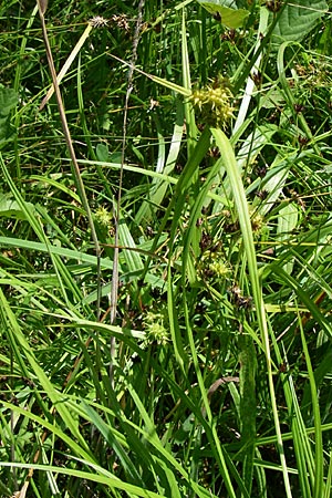 Carex flava \ Groe Gelb-Segge / Large Yellow-Sedge, D Karlsruhe Fritschlach 31.7.2008