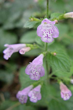 Clinopodium menthifolium subsp. menthifolium \ Wald-Bergminze / Wood Calamint, D Sasbach am Kaiserstuhl 23.8.2008