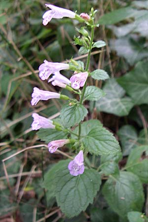 Clinopodium menthifolium subsp. menthifolium / Wood Calamint, D Sasbach am Kaiserstuhl 23.8.2008