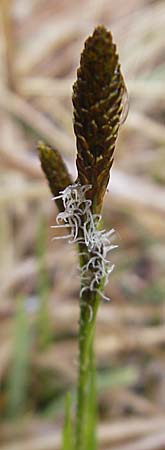 Carex spec5 ? \ Segge / Sedge, D Günzburg 18.4.2009