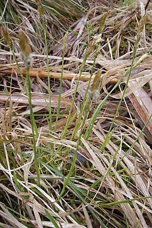 Carex spec5 ? \ Segge / Sedge, D Günzburg 18.4.2009