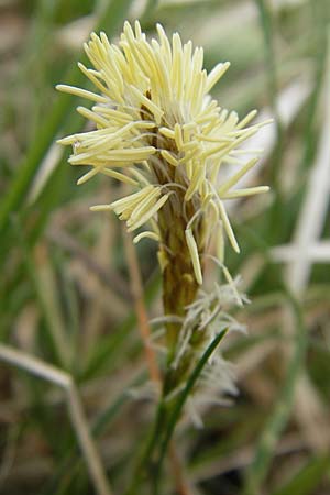 Carex caryophyllea \ Frhlings-Segge / Spring Sedge, D Augsburg 18.4.2009