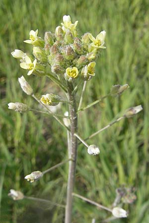 Camelina microcarpa \ Kleinfrchtiger Leindotter / Lesser Gold of Pleasure, Small-Seed False-Flax, D Gerolzhofen-Sulzheim 25.4.2009