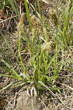 Carex caryophyllea \ Frhlings-Segge / Spring Sedge, D Karlstadt 25.4.2009