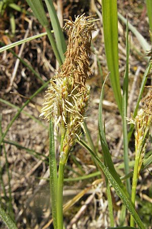 Carex caryophyllea \ Frhlings-Segge, D Karlstadt 25.4.2009