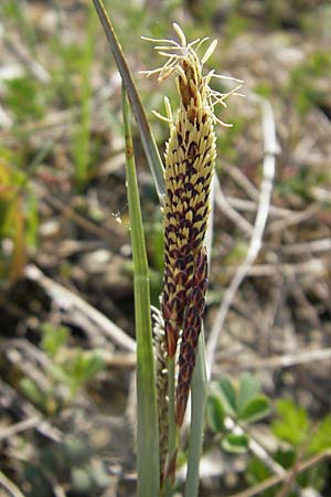 Carex flacca \ Blaugrne Segge / Blue Sedge, Carnation Grass, D Karlstadt 25.4.2009