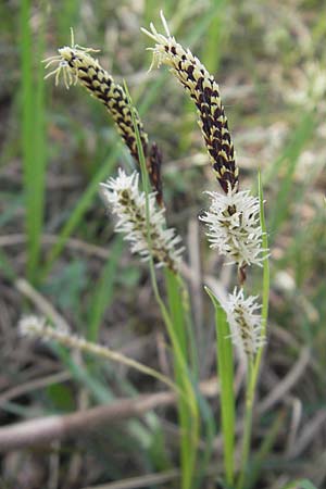 Carex flacca \ Blaugrne Segge / Blue Sedge, Carnation Grass, D Karlstadt 25.4.2009