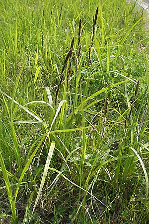 Carex riparia \ Ufer-Segge / Great Pond Sedge, D Wörth-Büchelberg 1.5.2009