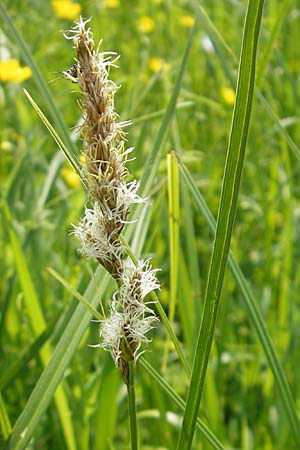 Carex disticha \ Zweizeilige Segge, D Lampertheim 3.5.2009