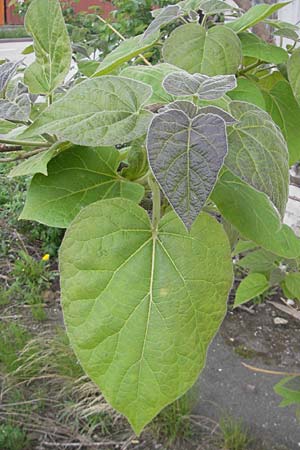 Paulownia tomentosa \ Blauglockenbaum / Princess Tree, Foxglove Tree, D Mannheim 3.5.2009