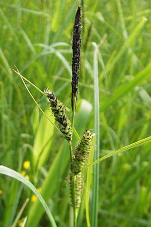 Carex acuta \ Schlank-Segge, Spitz-Segge / Acute Sedge, Slender Tufted Sedge, D Lampertheim 16.5.2009