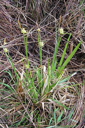 Carex lepidocarpa \ Schuppenfrchtige Gelb-Segge / Shed Sedge, D Memmingen 22.5.2009