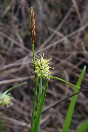 Carex lepidocarpa \ Schuppenfrüchtige Gelb-Segge, D Memmingen 22.5.2009