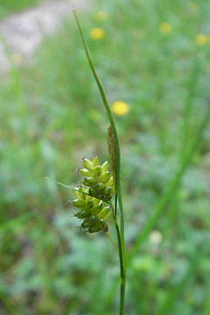 Carex pallescens / Pale Sedge, D Günzburg 22.5.2009