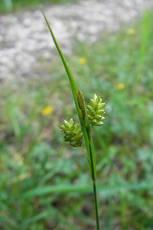 Carex pallescens \ Bleiche Segge / Pale Sedge, D Günzburg 22.5.2009