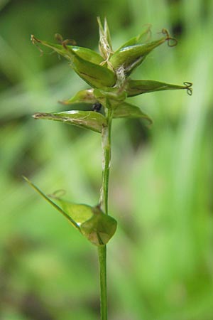 Carex spicata \ Stachel-Segge, Korkfrchtige Segge, D Lampertheim 11.6.2009