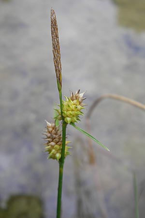 Carex viridula \ Spte Gelb-Segge / Little Green Sedge, Small-Fruited Yellow Sedge, D Hassloch 9.7.2009