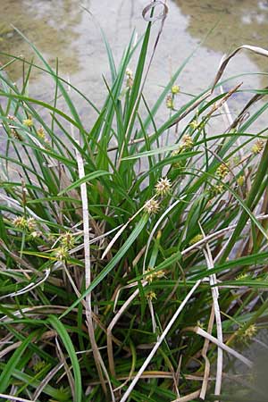 Carex viridula \ Spte Gelb-Segge / Little Green Sedge, Small-Fruited Yellow Sedge, D Hassloch 9.7.2009