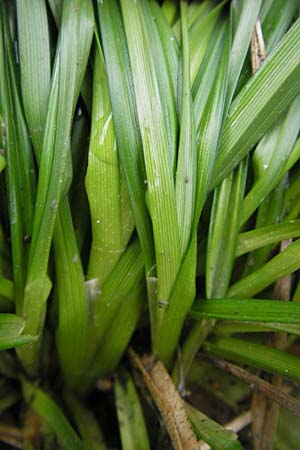 Carex viridula \ Spte Gelb-Segge / Little Green Sedge, Small-Fruited Yellow Sedge, D Hassloch 9.7.2009