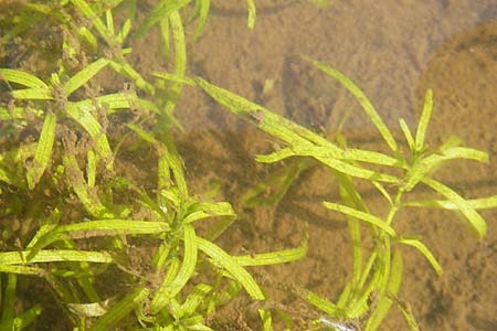 Callitriche obtusangula \ Nussfrchtiger Wasserstern / Blue-Fruited Water Starwort, D Pfalz, Bellheim 24.7.2009