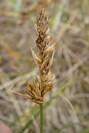 Carex arenaria \ Sand-Segge / Sand Sedge, D Fehmarn 3.8.2009