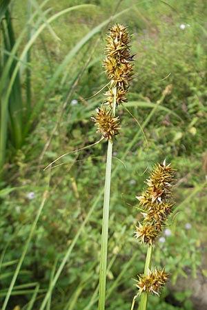 Carex otrubae \ Hain-Segge, Falsche Fuchs-Segge / False Fox Sedge, D Karlsruhe 29.8.2009