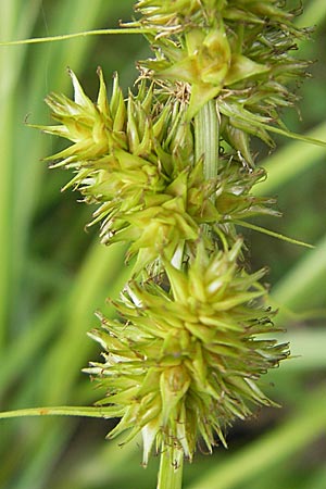 Carex otrubae \ Hain-Segge, Falsche Fuchs-Segge / False Fox Sedge, D Karlsruhe 29.8.2009