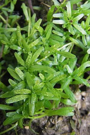 Callitriche obtusangula \ Nussfrchtiger Wasserstern / Blue-Fruited Water Starwort, D Groß-Gerau 21.10.2009