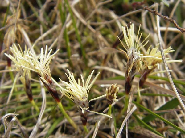 Carex humilis \ Erd-Segge, Niedrige Segge, D Neuleiningen 5.4.2010