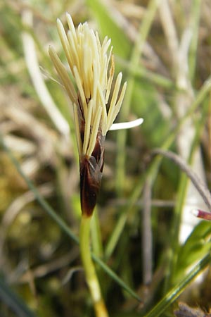 Carex humilis \ Erd-Segge, Niedrige Segge / Dwarf Sedge, D Neuleiningen 5.4.2010