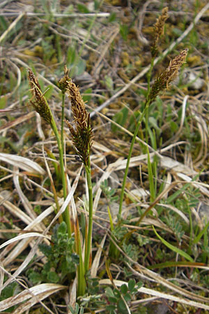 Carex caryophyllea \ Frhlings-Segge, D Karlstadt 1.5.2010