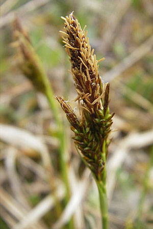 Carex caryophyllea \ Frhlings-Segge, D Karlstadt 1.5.2010